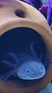 ¡Llegan ajolotes mexicanos al Acuario Interactivo de Cancún!