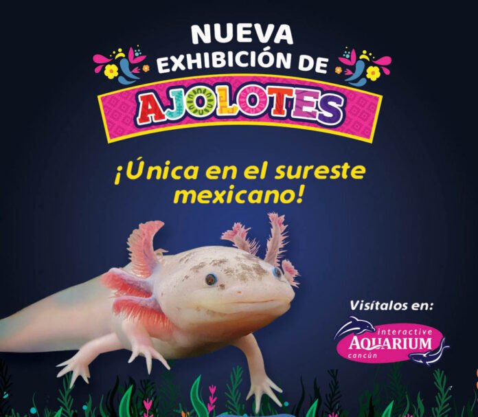 Llegan ajolotes mexicanos al Acuario Interactivo de Cancún