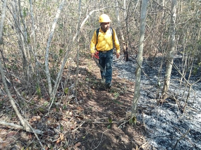 Concluye Temporada de Incendios Forestales en Quintana Roo: SEMA