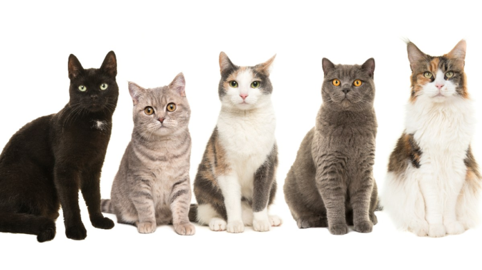 Día Internacional del Gato, se celebra 3 veces al año